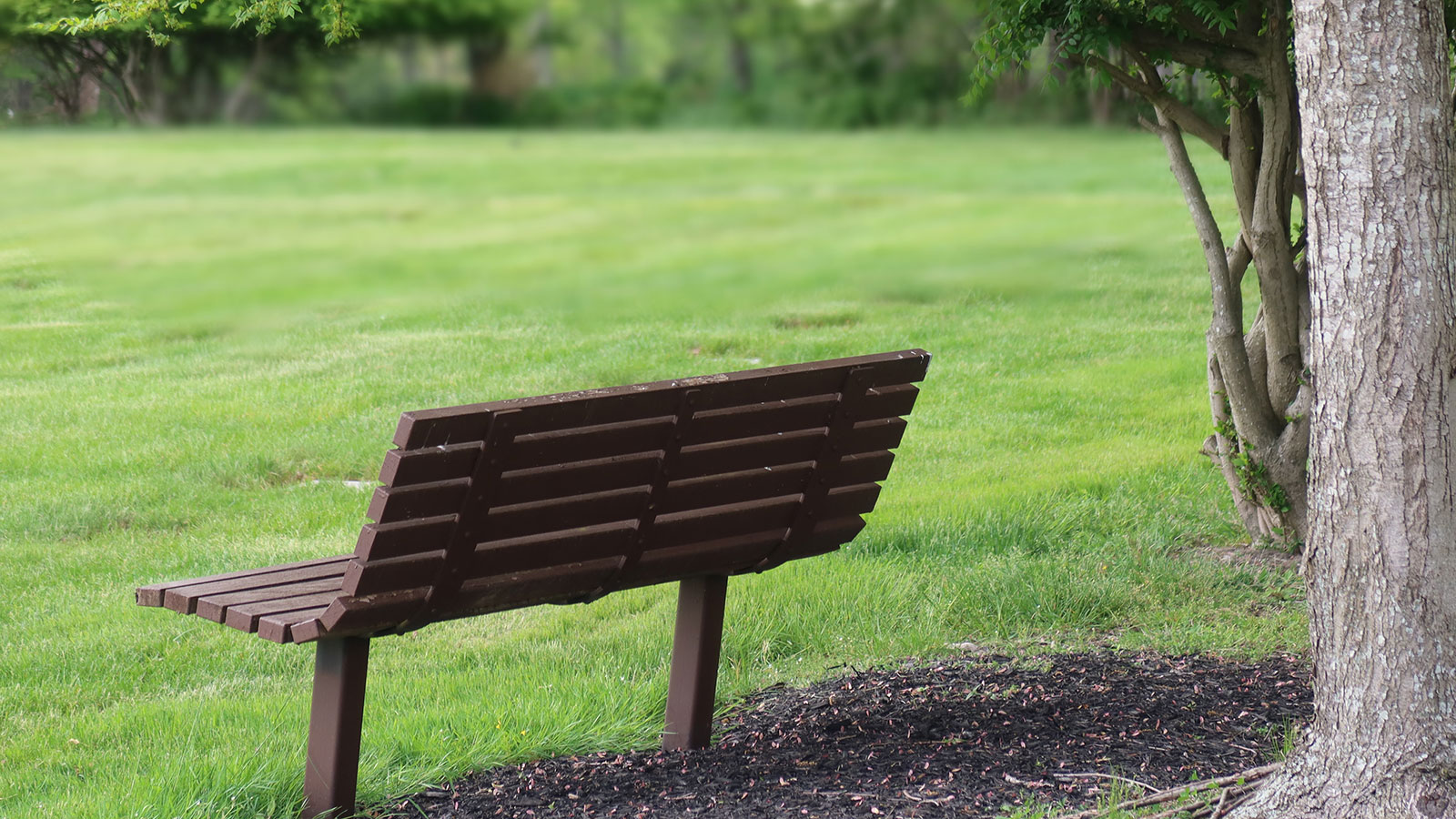 An image of an empty bench at a park.